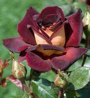rose velours.jpg...