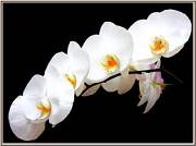 orchidée 4.jpg...