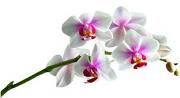 orchidée 1.jpg...