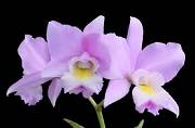 orchidée 3.jpg...