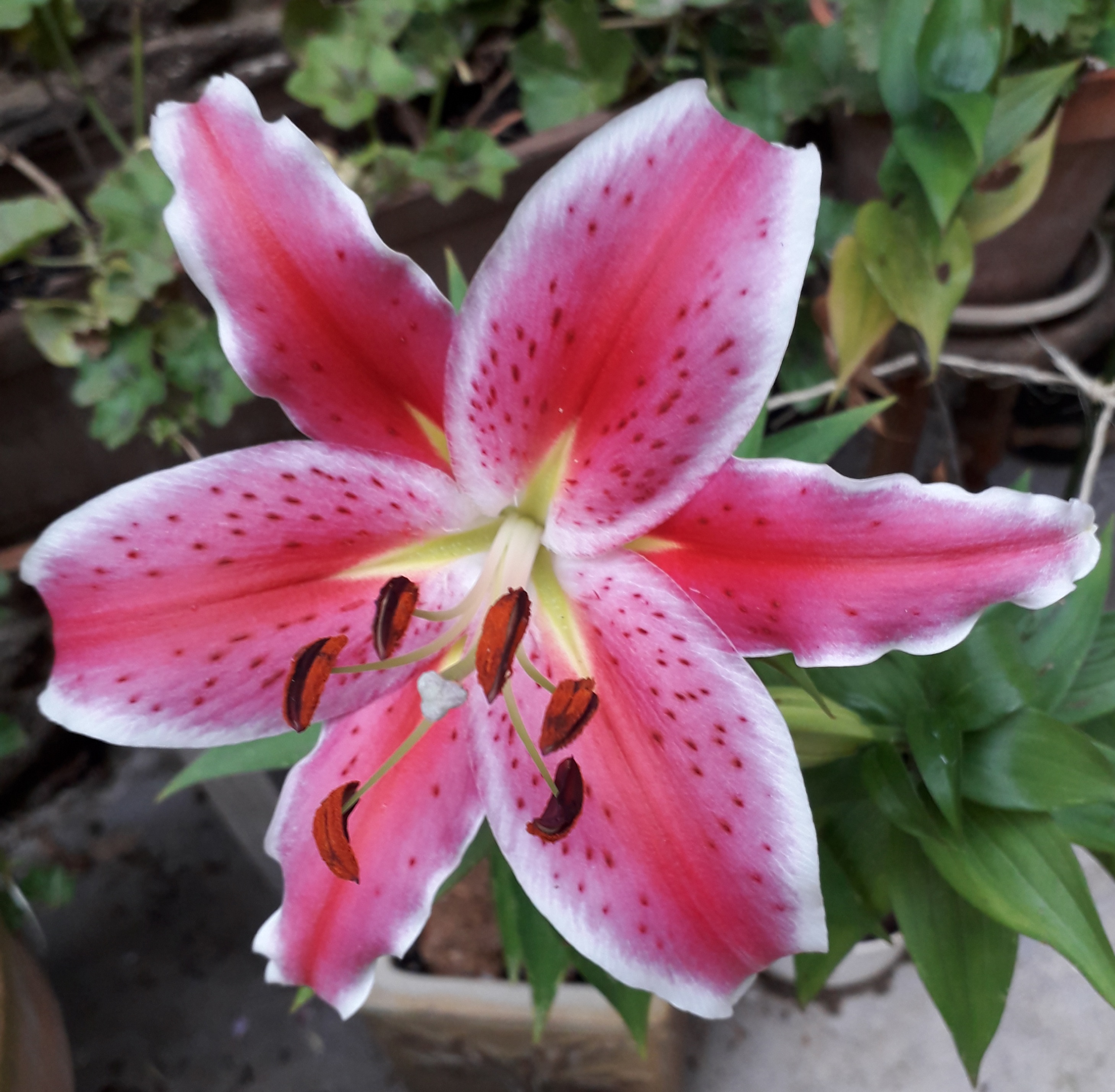 1 2 3 Soleil Mais Je Préfère La Pluie Photos de vos fleurs - groupe doyennes : supermamies de choc